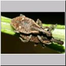 Lepyrus palustris - Ruesselkaefer 01c 9mm.jpg